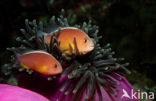 Rugstreepanemoonvis (Amphiprion sandaracinos)