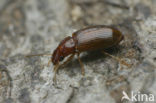 Bradycellus verbasci