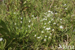 Ruw walstro (Galium uliginosum)