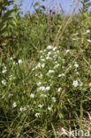 Fen Bedstraw (Galium uliginosum)