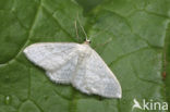 Satin Wave (Idaea subsericeata)