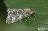 Schilddrager (Acronicta megacephala)