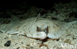 Plaice (Pleuronectes platessa)