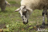 Schoonebeeker schaap (Ovis domesticus)