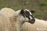 Schoonebeeker schaap (Ovis domesticus)