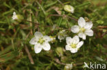 Sierlijke vetmuur (Sagina nodosa) 