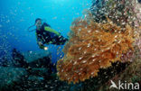 Similan Islands National Marine Park