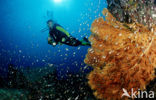 Similan Islands National Marine Park