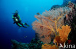 Similan Islands National Marine Park