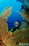 Similan Islands National Marine Park