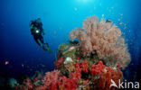 Similan Islands National Marine Park