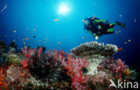 Similan Islands National Marine Park