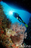 Similan Islands National Marine Park