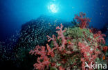 Similan Islands National Marine Park