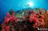 Similan Islands National Marine Park