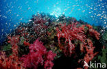 Similan Islands National Marine Park