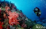 Similan Islands National Marine Park