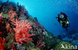 Similan Islands National Marine Park