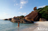 Similan Islands National Marine Park