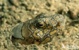 Snake eel