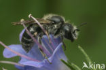 Slangenkruidbij (Osmia adunca) 