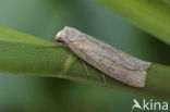 Silky Wainscot (Chilodes maritima)