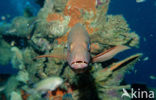 Two-spot red snapper (Lutjanus bohar)