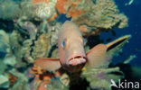 Two-spot red snapper (Lutjanus bohar)