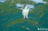 Green Turtle (Chelonia mydas) 