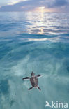 Green Turtle (Chelonia mydas) 