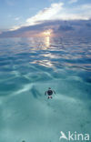 Green Turtle (Chelonia mydas) 