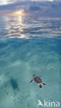 Green Turtle (Chelonia mydas) 