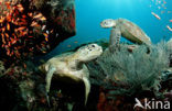 Green Turtle (Chelonia mydas) 