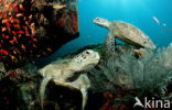 Green Turtle (Chelonia mydas) 