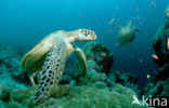 Green Turtle (Chelonia mydas) 