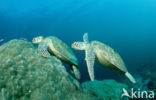 Green Turtle (Chelonia mydas) 