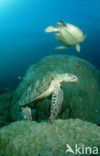 Green Turtle (Chelonia mydas) 