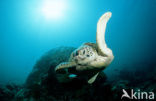 Green Turtle (Chelonia mydas) 