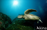 Green Turtle (Chelonia mydas) 