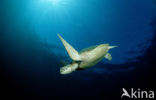 Green Turtle (Chelonia mydas) 