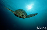 Green Turtle (Chelonia mydas) 