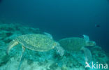 Soepschildpad (Chelonia mydas) 