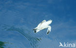 Green Turtle (Chelonia mydas) 