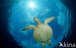 Green Turtle (Chelonia mydas) 