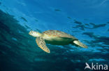 Green Turtle (Chelonia mydas) 