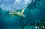 Green Turtle (Chelonia mydas) 