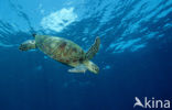 Green Turtle (Chelonia mydas) 