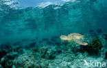 Green Turtle (Chelonia mydas) 