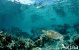 Green Turtle (Chelonia mydas) 