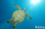 Green Turtle (Chelonia mydas) 